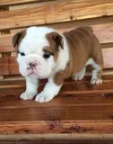 Cute bulldog pups ready to go