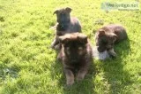 German shepherd puppies for re homing