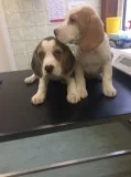 Lovely and stunning beagle puppies