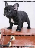 Healthy 10wks old french bulldog pups