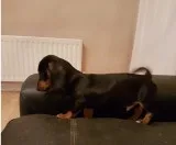 Male and female dachshund puppies ready