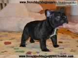Male and female french bulldog puppies r