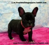 Friendly french bulldog puppies