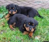 Lovely rotweiller pups now available