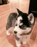 Siberian husky puppies resdy now