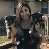 Affectionate month old german shepherd 