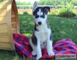 Loving husky pups