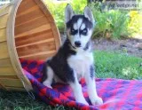 Get husky puppies now here