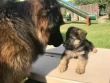 3 month old german shepard female
