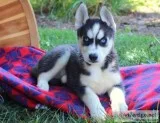 Giving away our male and female husky