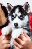 Male and female siberian husky ready