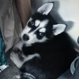 Husky puppies ready now 