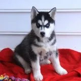 House broken siberian husky puppies