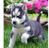  adorable husky pups for sale 