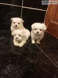 Maltase puppies available 