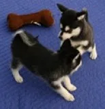 Siberian husky puppies now no sale