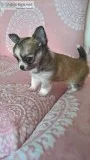 Chihuahua puppies for you