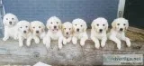 Akc english golden retriever pups