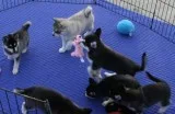  amazing husky puppies ready now 