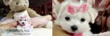 Adorable & gorgeous t-cup maltese pups