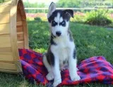  good home broken husky puppies 