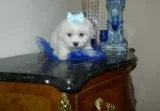 Akc maltese puppy for new home