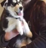 Amazing husky puppies adoption