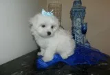 Maltese pup looking for new family