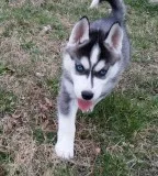 Awesome siberian husky adoption