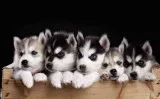 Siberian husky ready now for adoption