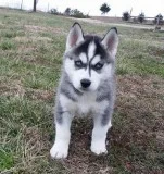 Awesome husky ouooies ready adoption