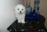 Merlin maltese pup looking for new home