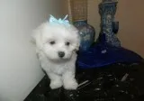 Ross maltese puppy in search for a new h