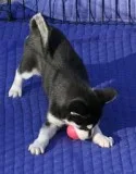 siberian husky for adoption 