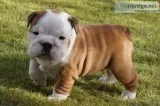 Puppy for sale