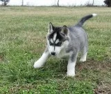  good siberian husky ready for adoption