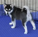 Siberian husky now no sale
