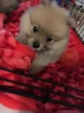 Cute male luxury sable tcup pom now read