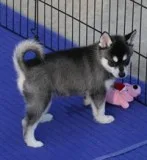 Amazing husky puppies ready for a home