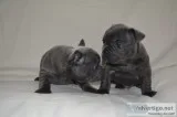 Blue french bulldog puppies 