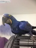 Cute hyacinth macaw parrots available