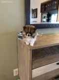 Akc pom puppy ready for new home