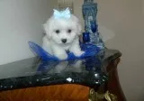 Maltese for new home