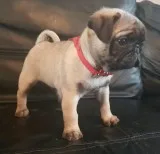 Silver and fawn pug puppies