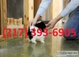 Sweet pomeranian puppies for addoption