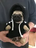 Glorious pug puppies available