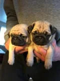 Fawn pug puppies ready 