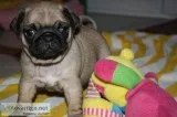 Out standing pug puppies