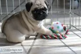 Black and fawn pug puppies 