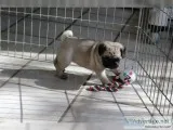 Pug puppies ready for good homes